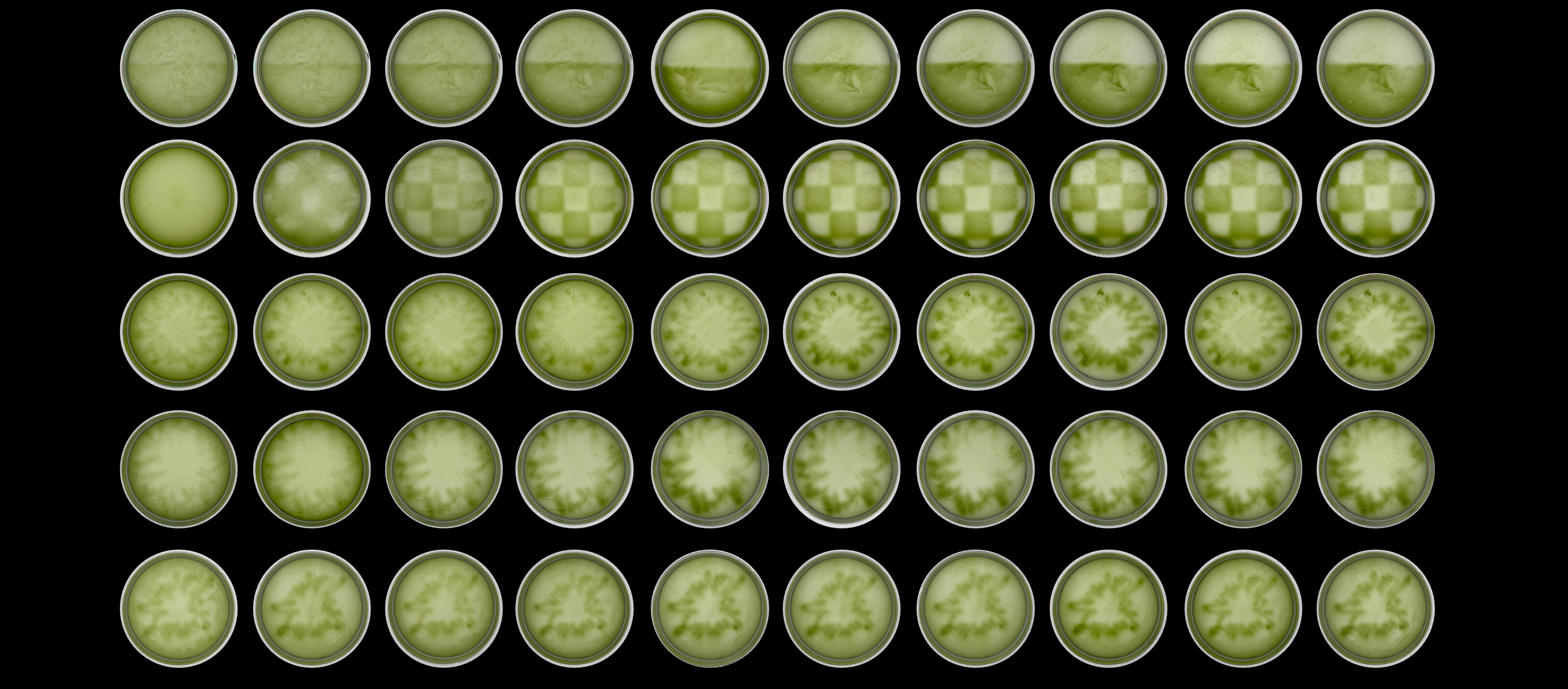 Algorithmic Morphogenesis